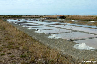 marais salant de l'île de Ré