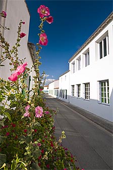 roses trémières dans une rue du Bois-Plage